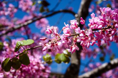  Renkli çiçek açan ağaca Kudüs İsrail closeup