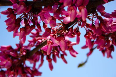  Renkli çiçek açan ağaca Kudüs İsrail closeup