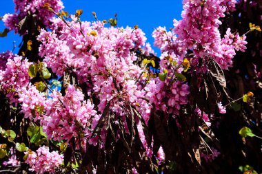  Renkli çiçek açan ağaca Kudüs İsrail closeup