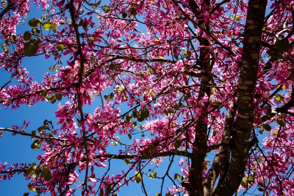 以色列耶路撒冷一棵五颜六色的开花树特写镜头 — 图库照片