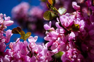  Renkli çiçek açan ağaca Kudüs İsrail closeup