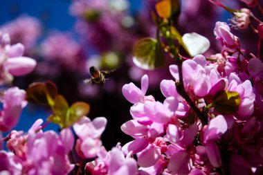  Renkli çiçek açan ağaca Kudüs İsrail closeup