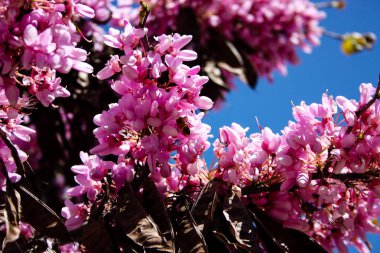  Renkli çiçek açan ağaca Kudüs İsrail closeup