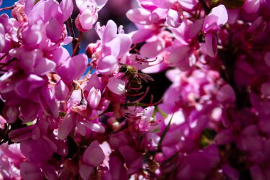  Renkli çiçek açan ağaca Kudüs İsrail closeup