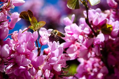  Renkli çiçek açan ağaca Kudüs İsrail closeup