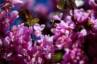  Renkli çiçek açan ağaca Kudüs İsrail closeup