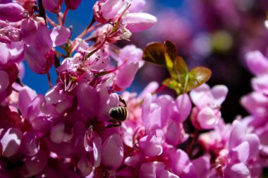  Renkli çiçek açan ağaca Kudüs İsrail closeup