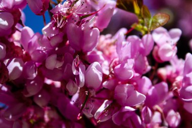  Renkli çiçek açan ağaca Kudüs İsrail closeup