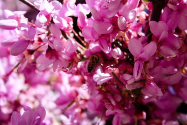  Renkli çiçek açan ağaca Kudüs İsrail closeup