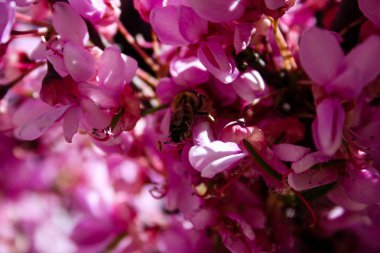  Renkli çiçek açan ağaca Kudüs İsrail closeup