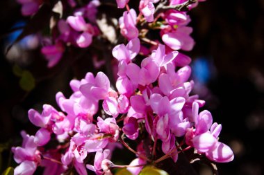  Renkli çiçek açan ağaca Kudüs İsrail closeup
