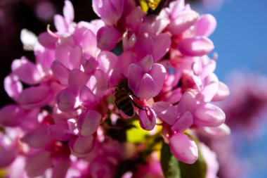  Renkli çiçek açan ağaca Kudüs İsrail closeup