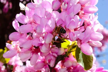  Renkli çiçek açan ağaca Kudüs İsrail closeup