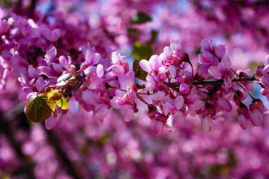  Renkli çiçek açan ağaca Kudüs İsrail closeup