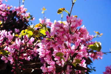  Renkli çiçek açan ağaca Kudüs İsrail closeup