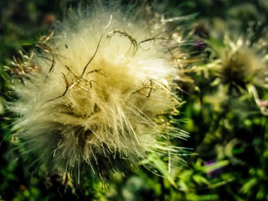 Kır çiçekleri alan closeup Fransa