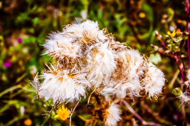 Kır çiçekleri alan closeup Fransa