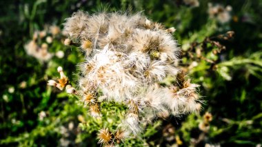 Kır çiçekleri alan closeup Fransa
