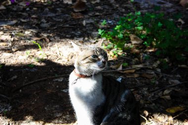 Kudüs'ten bir sokak kedi closeup