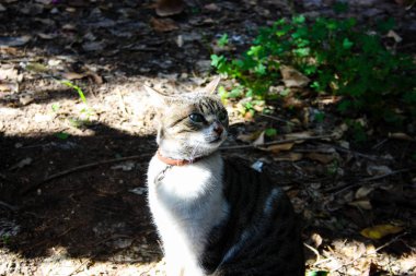Kudüs'ten bir sokak kedi closeup