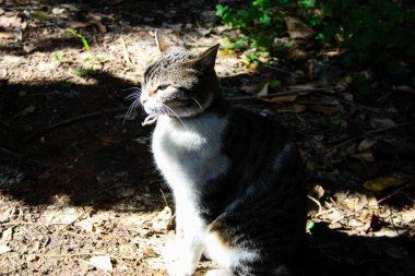 Kudüs'ten bir sokak kedi closeup