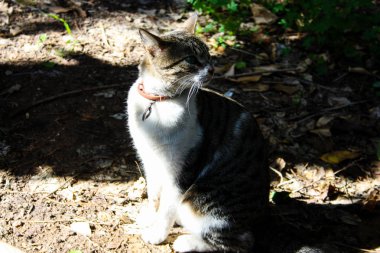 Kudüs'ten bir sokak kedi closeup