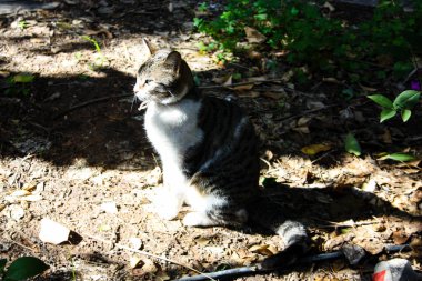 Kudüs'ten bir sokak kedi closeup