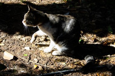 Kudüs'ten bir sokak kedi closeup