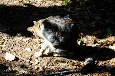 Kudüs'ten bir sokak kedi closeup