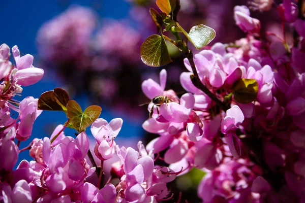  Renkli çiçek açan ağaca Kudüs İsrail closeup