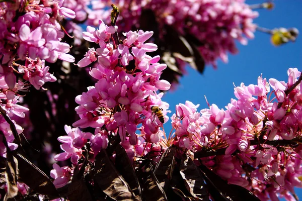  Renkli çiçek açan ağaca Kudüs İsrail closeup