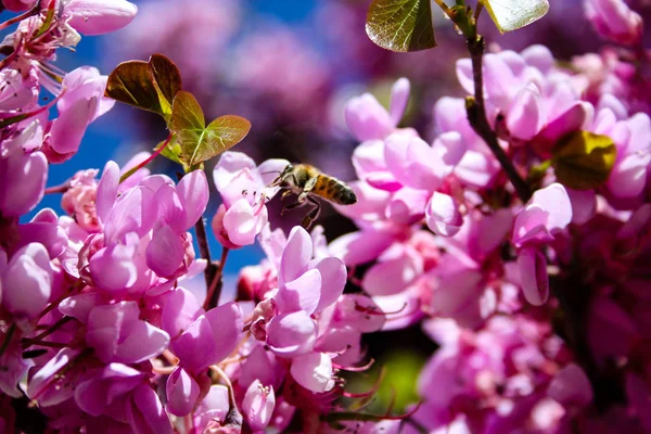  Renkli çiçek açan ağaca Kudüs İsrail closeup