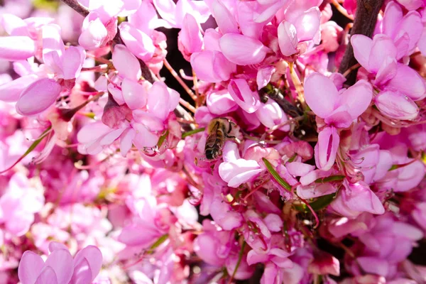  Renkli çiçek açan ağaca Kudüs İsrail closeup