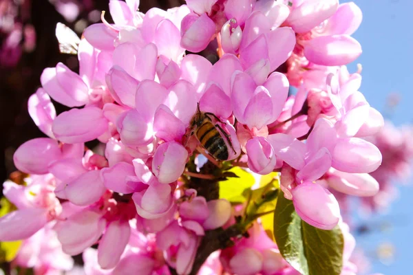  Renkli çiçek açan ağaca Kudüs İsrail closeup