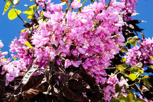  Renkli çiçek açan ağaca Kudüs İsrail closeup