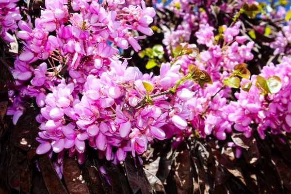  Renkli çiçek açan ağaca Kudüs İsrail closeup