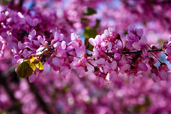  Renkli çiçek açan ağaca Kudüs İsrail closeup