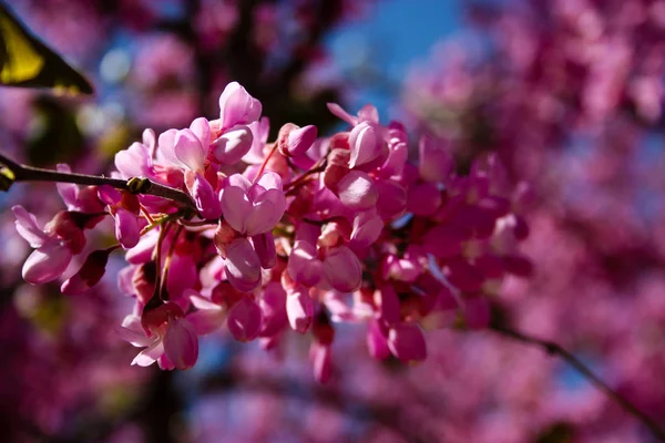  Renkli çiçek açan ağaca Kudüs İsrail closeup