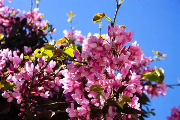  Renkli çiçek açan ağaca Kudüs İsrail closeup