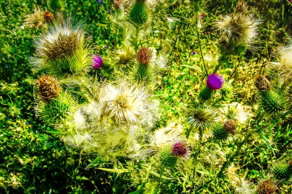 Dzikie Kwiaty Pole Zbliżenie Francji — Zdjęcie stockowe