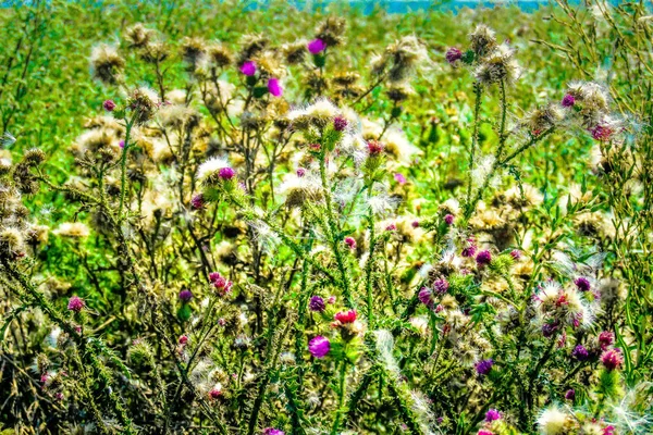 フランスの野生の花のフィールドのクローズ アップ — ストック写真