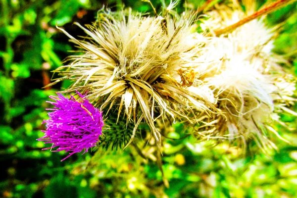 Dzikie Kwiaty Pole Zbliżenie Francji — Zdjęcie stockowe