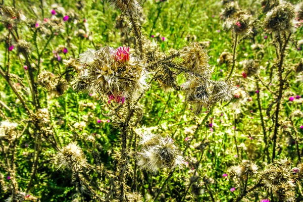 Wildblumen Feld Nahaufnahme Frankreich — Stockfoto