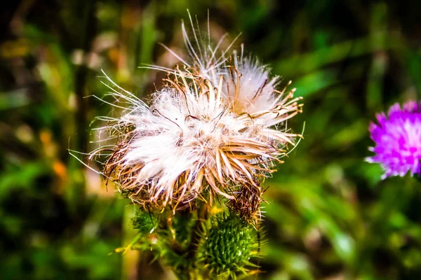 Campo Flores Selvagens Close França — Fotografia de Stock