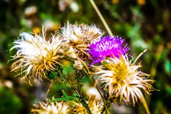 Campo Flores Silvestres Primer Plano Francia —  Fotos de Stock