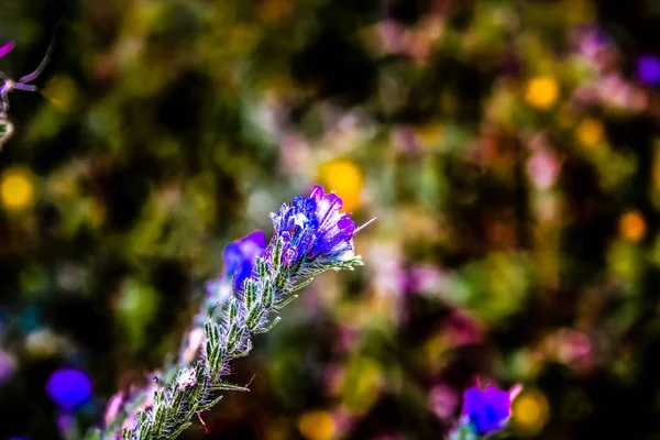 Campo Flores Silvestres Primer Plano Francia —  Fotos de Stock