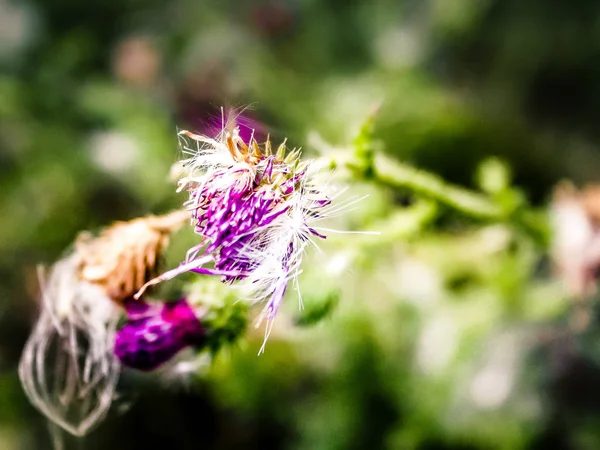 Vilda Blommor Fält Närbild Frankrike — Stockfoto