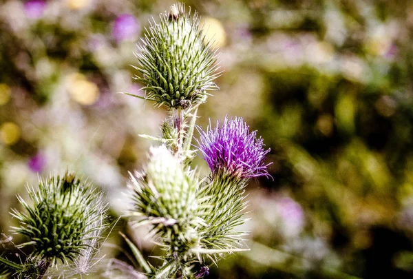 Campo Flores Silvestres Primer Plano Francia —  Fotos de Stock