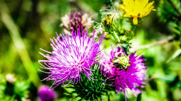 Wild Flowers Field Closeup France — Stock Photo, Image