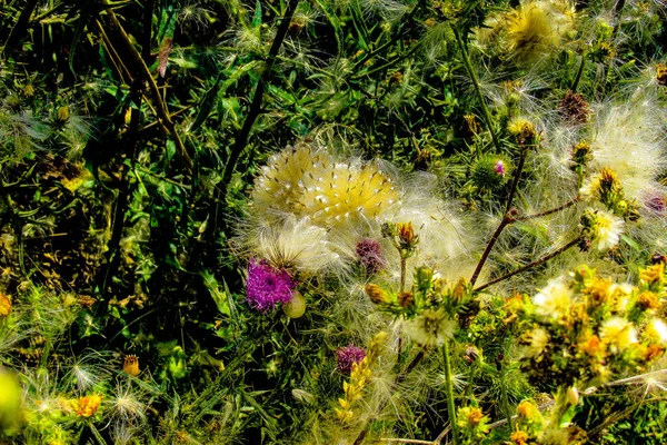 Wildblumen Feld Nahaufnahme Frankreich — Stockfoto